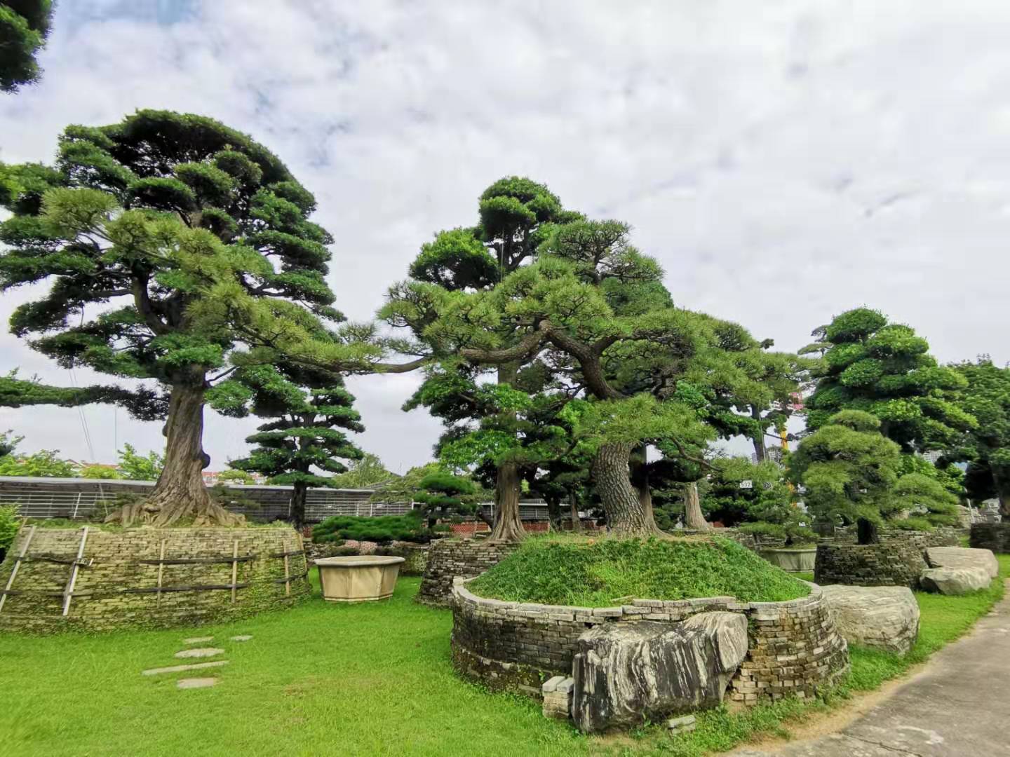【基泰 樹·說】樹中貴族之羅漢松 你不可不知的風水寶樹