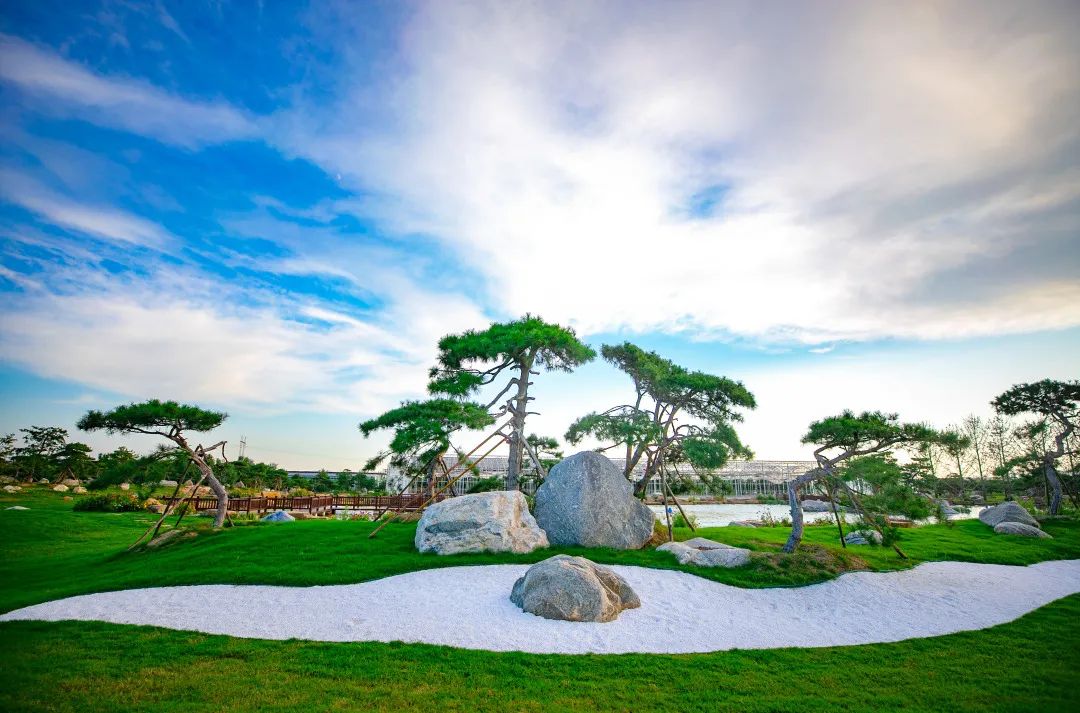 基泰風采 | 渭北地區油松栽培與造型