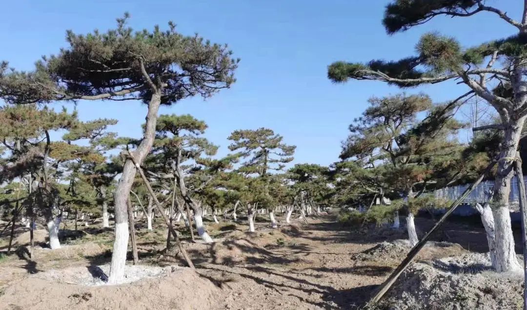樹木涂白“披新衣” 冬季養護正當時